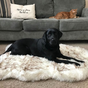 A black labrador laying on a furry white with brown accents dog bed next to a grey couch with pillows and a ginger cat laying on it 