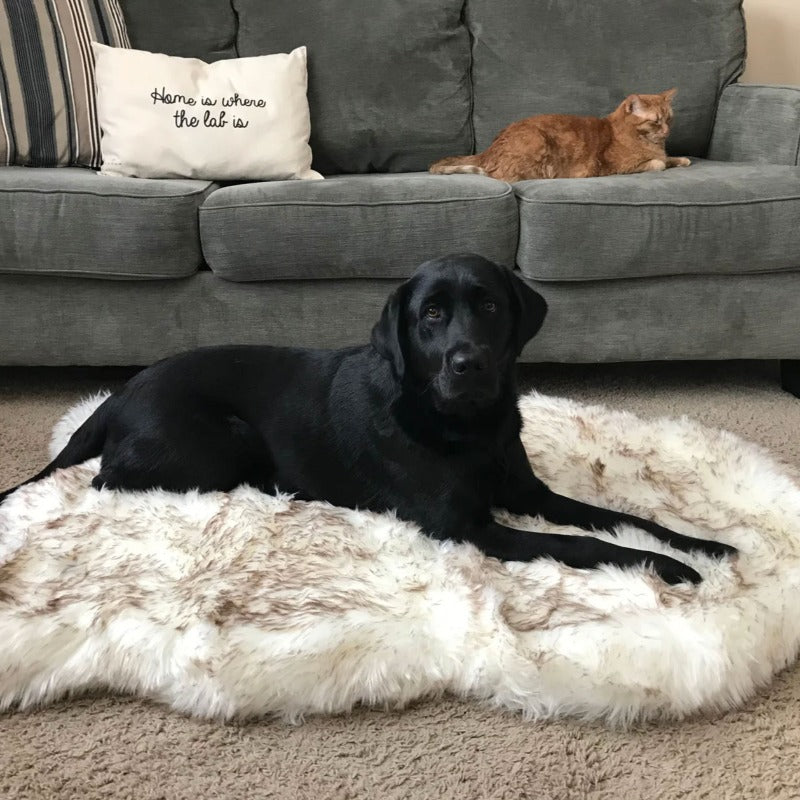 A black labrador laying on a furry white with brown accents dog bed next to a grey couch with pillows and a ginger cat laying on it 