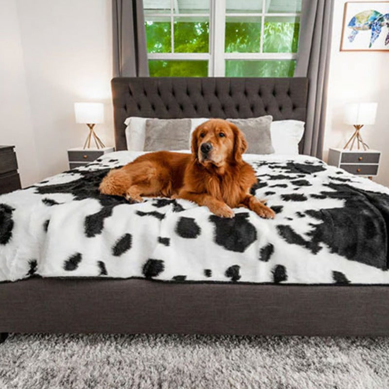 A golden retriever on top of a bed laying on a waterproof black cowhide patterned dog blanket near the bedroom window and a lamp on the background