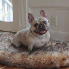 A french bulldog sitting on a furry sable tan colored dog bed with black accents next to a white socket and a glass door
