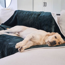 A labrador retriever on a white couch laying on a green velvet waterproof dog bed 