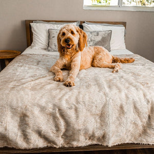 A golden doodle on top of the bed near the window laying on a waterproof white with brown accent dog blanket next to a round wooden table 