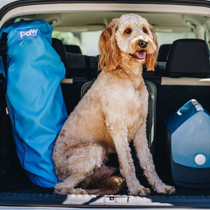A golden doodle in between of blue dog carrier and a blue cooler sticking his tongue out at the back of a car
