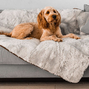 A golden doodle on a grey couch laying on a waterproof light grey dog blanket 