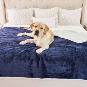 A labrador retriever on a white bed with pillows laying on a waterproof blue velvet dog blanket