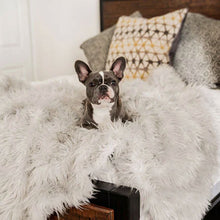 A tiny french bulldog on a wooden bed and some pillows on background laying on a furry grey dog blanket 