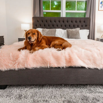 A golden retriever on a grey bed inside a modern bedroom laying on a blush pink waterproof dog blanket right next to a window and a lamp