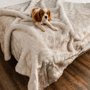 A top view of a cavalier king charles spaniel on top of a bed laying on a waterproof white with brown accent dog blanket 