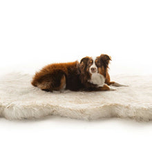 An Australian sheppered laying on a curved furry white with brown accent dog bed