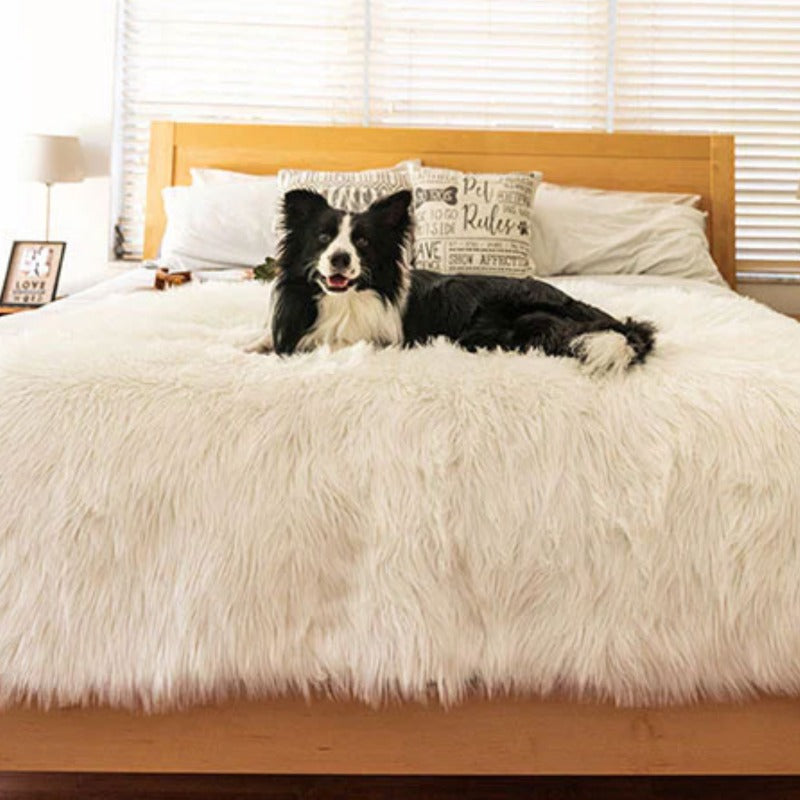 A border collie on a wooden bed laying on a polar white waterproof dog blanket with pillows and a lamp and a picture frame on the background 