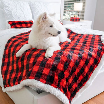 A white samoyed on top of a white bed on a bedroom laying on a red and black checkered pattern waterproof dog blanket with a tiny giftbox and a lamp on the background near the window 
