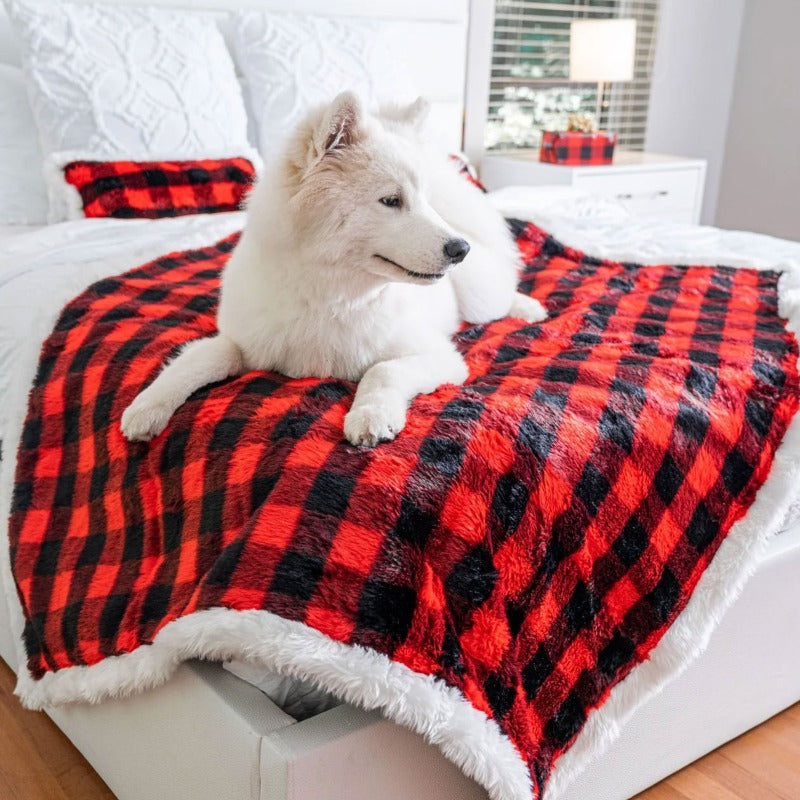 A white samoyed on top of a white bed on a bedroom laying on a red and black checkered pattern waterproof dog blanket with a tiny giftbox and a lamp on the background near the window 