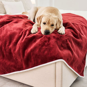 A close up view of a labrador retriever on the edge of a white bed laying on a red velvet waterproof dog blanket