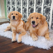 Two golden retrievers sharing a rectangular grey dog bed on a wooden floor in front of a floral curtain