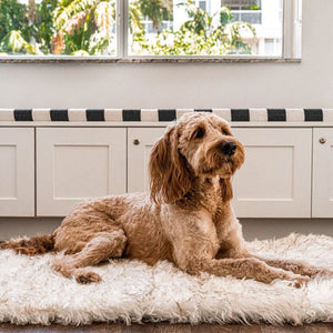 A golden doodle laying on a furry dog bed in front of a window and white drawers 