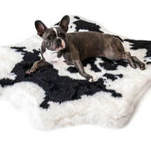 A tiny French Bulldog laying on a soft furry curved dog bed with a black and white cow hide pattern