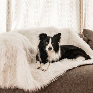 A close up view of a border collie on a grey couch laying on a polar white waterproof dog blanket right next to a window