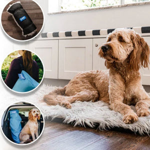 A golden doodle laying on a furry dog bed looking at three image bubbles of a top view of a rolled dog bed , a lady in maroon with a blue dog bed carrier and a golden doodle at the back of a car