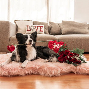 A border collie with holding a red rose on his mouth laying on a furry pinkish dog bed next to a bouquet of roses in front of a gray couch and pillows with love prints on them