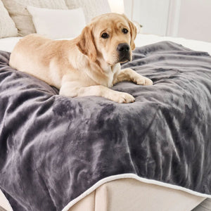 A labrador retriever on the edge of a white bed laying on a grey velvet waterproof dog blanket 