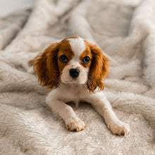 A close up view of a cavalier king charles spaniel on the bed laying on a waterproof white with brown accents dog blanket