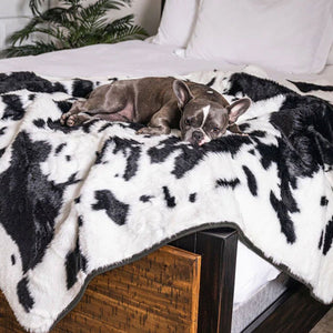 A french bulldog on the edge of a wooden bed with white foam laying on a waterproof black cowhide dog blanket and a tiny plant on the background