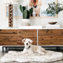 A white siberian husky laying on a furry white with brown accent dog bed in front of a wooden drawer with a modern lamp, a cactus plant and a bowl on it and a horse painting on the wall