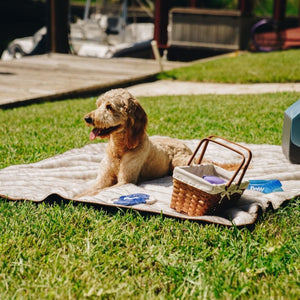 A golden doodle outdoor laying on a waterproof light grey dog blanket next to a picnic basket on the grass