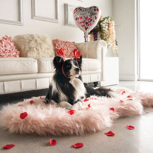 A border collie next to a white couch and pillows and a plant with a heart headband laying on a blush pink furry dog bed with scattered rose petals on the floor on a valentine themed room