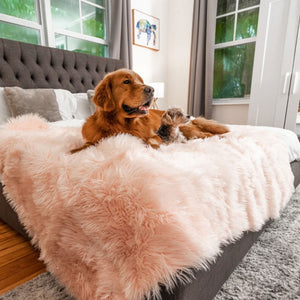 A golden retriever and a morkie on top of a gray bed laying on a blush pink waterproof dog blanket and a painting of a sea turtle on the background next to the windows