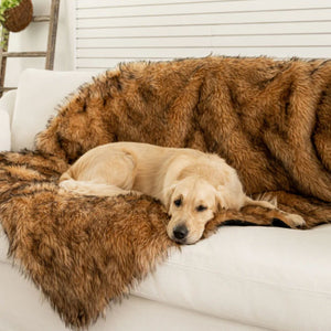 A golden retriever on white couch laying on a sable tan waterproof dog bed with a hanging plant on ladder on the background 