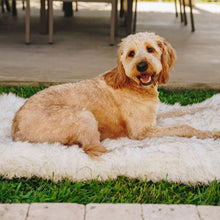 A golden doodle on the grass laying on a white furry dog bed  next to some chairs