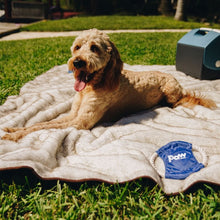 A close up view of a golden doodle outdoor laying on a waterproof light grey dog blanket next to a blue  cooler and a dog rope on the grass
