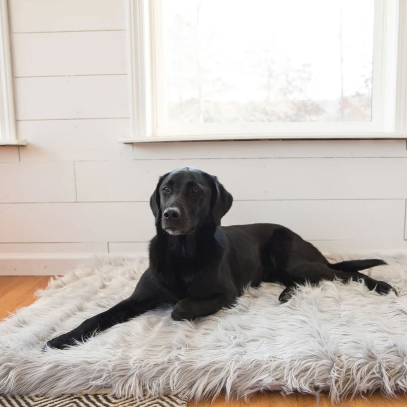 A black labrador on a living room laying on a rectangular grey dog bed next to a window 