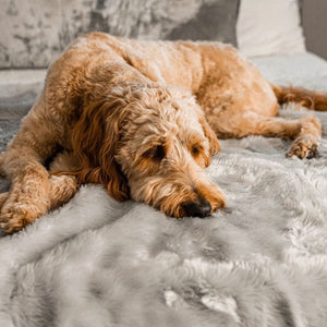 A close up view of a sad golden doodle on the bed laying on a waterproof light grey dog blanket