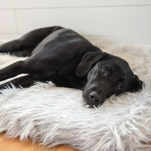 A close up view of a black labrador laying on grey dog bed 