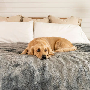 A golden retriever on bed with waterproof grey dog blanket and white and brown pillows on the background