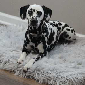 A dalmatian laying on a rectangular grey dog bed 