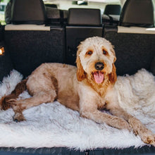 A golden doodle at the back of a car laying furry white dog blanket 