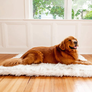 Happy Caramel Golden Retriever lying down on a plush white rectangular dog Bed in a Modern styled House