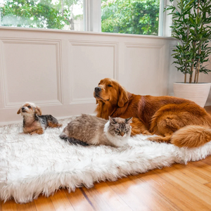 A Caramel Golden Retriever lying down on a plush white rectangular dog Bed in a Modern styled House with a puppy and a cat