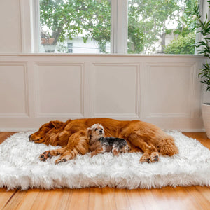 A Caramel Golden Retriever lying down and sleeping on a plush white rectangular dog Bed in a Modern styled House with a puppy behind the window