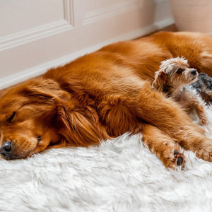 A close up picture of A Caramel Golden Retriever lying down and sleeping on a plush white rectangular dog Bed in a Modern styled House with a puppy