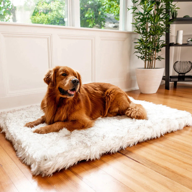 Cararmel colored golden retrevier happily laying on a plush white rectangular dog bed in a modern styled house