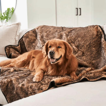 a golden retriever laying on the white couch with a brown dog blanket in a white modern living room