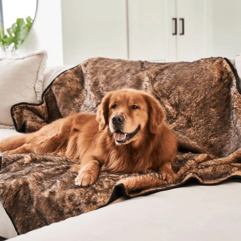a golden retriever laying on the white couch with a brown dog blanket in a white modern living room