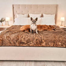 a french bulldog and a golden retriever sharing the bed with a brown dog blanket in an all cream colored room with bedside drawers and lamps