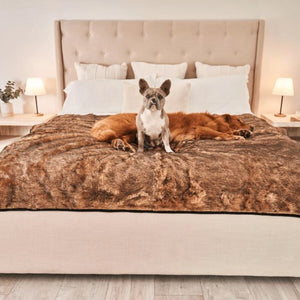a french bulldog and a golden retriever sharing the bed with a brown dog blanket in an all cream colored room with bedside drawers and lamps