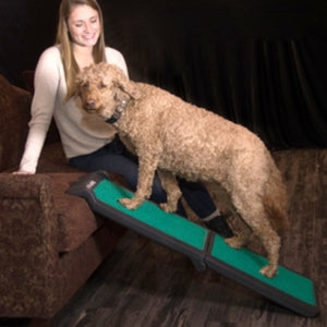 A lagotto romagnolo standing on a green dog ramp next to a brown couch and to it's lady owner 