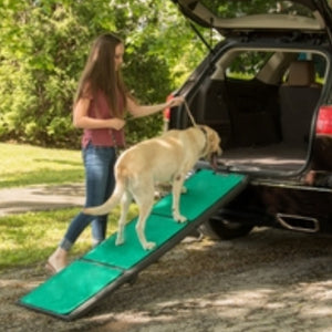 a lady assisting a labrador getting on the car through a green tri fold dog ramp